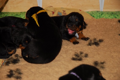 Des Bergers Du Lac - Les bébés ont 10 jours!