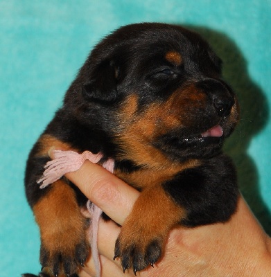 Des Bergers Du Lac - Nouveaux portraits des bébés de C'Taiga 13 jours
