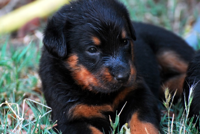 Les chiots de C'Taiga et Genesis